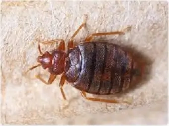 Bedbugs